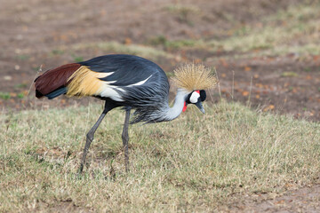 Grey Crowned Crane