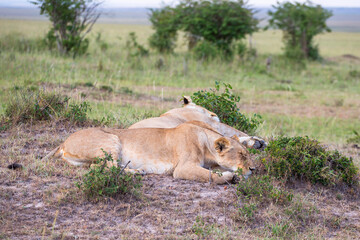 Lionesses lying and sleeping on the savanna