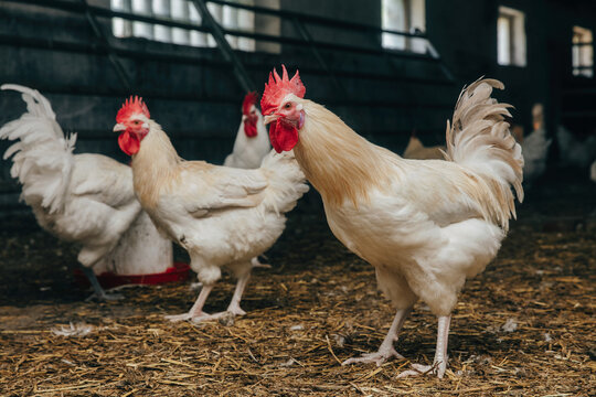 Portrait of Beautiful Young Rooster