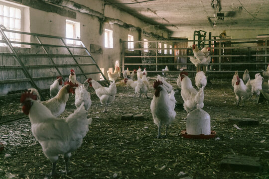 Many Roosters Inside Chicken Coop