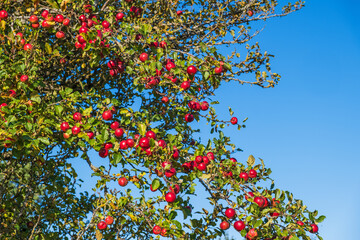 Red apples on a tree