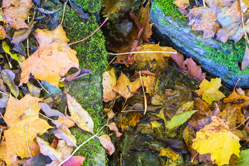 Autumn leaves by the rocks