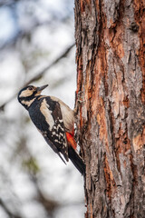 Little woodpecker sits on a tree trunk. The great spotted woodpecker, Dendrocopos major