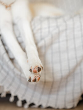 White dog feet dangling off sofa