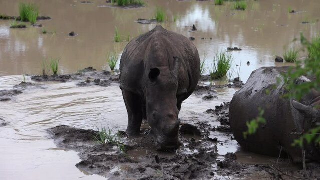 A white rhino stands in a muddy river, and then it lies down to rest in the muddy water next to another resting rhino.
