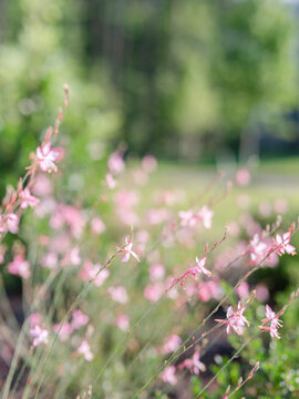 Pink Guara flowers