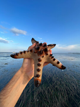 Sea Star Or Starfish With Spike