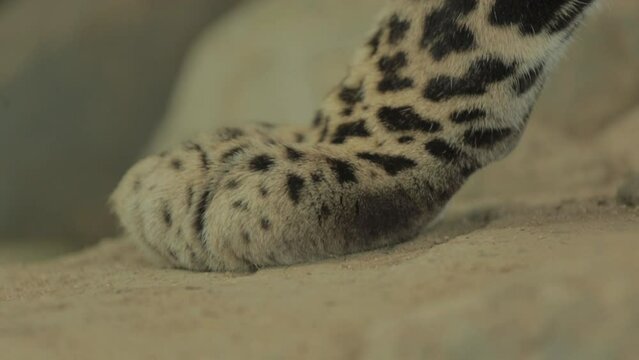 Endangered Macan Tutul Jawa Javan Leopard Panthera Carnivora in Java Indonesia