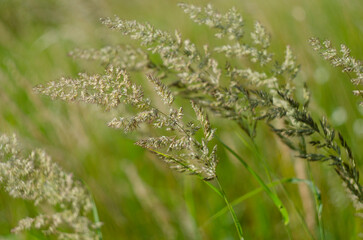 Dry wild grass spikelets. Abstract natural background in pastel colors