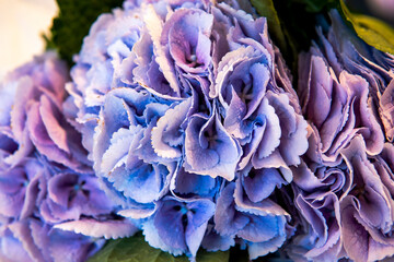 A variety of blue hydrangea flower used by florists to decorate bouquets. Floral concept.