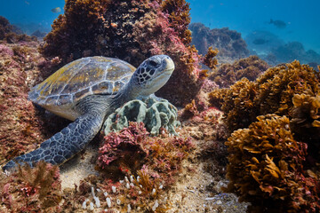 Wild Green Sea Turtle posing for a portrait sitting on a coral reef