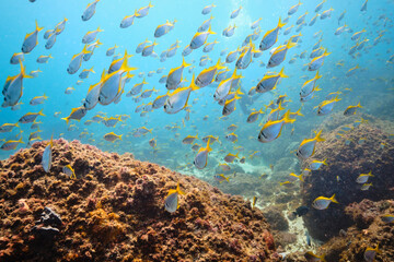 Batfish swimming in clear blue ocean water, underwater marine life