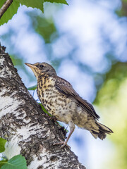 A fieldfare chick, Turdus pilaris, has left the nest and is sitting on a branch. A chick of...