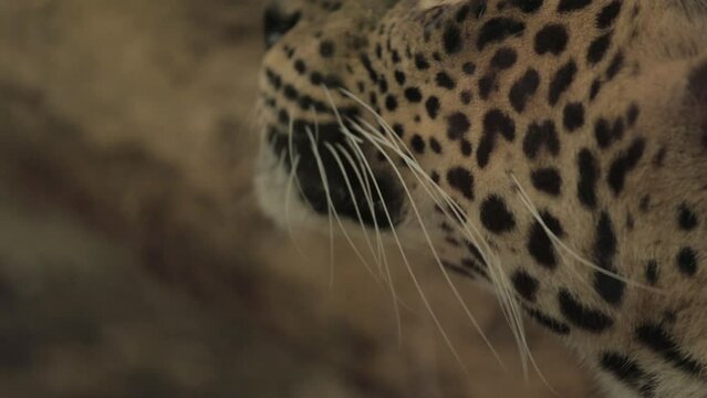 Endangered Macan Tutul Jawa Javan Leopard Panthera Carnivora in Java Indonesia