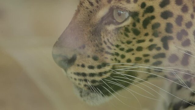 Endangered Macan Tutul Jawa Javan Leopard Panthera Carnivora in Java Indonesia