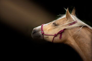 Horse head on a black background. Beautiful palomino horse. Calm, relaxed, no stress