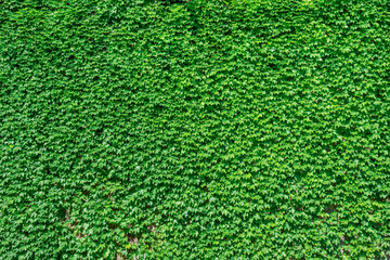 Fototapeta premium a wall full of dark green ivy vines