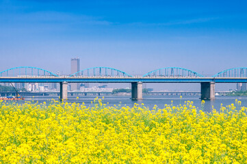 Han-Flusslandschaft in Seoul. Rapsblumen und die Dongjak-Brücke auf der Insel Seorae im Han-Fluss.