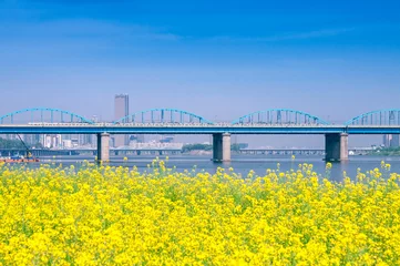 Papier Peint photo Jaune 서울의 한강 풍경. 한강에 있는 서래섬의 유채꽃과 동작대교.