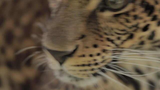 Endangered Macan Tutul Jawa Javan Leopard Panthera Carnivora in Java Indonesia