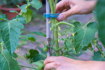 Hands of gardener tied up tomato in the garden. Gardening concept