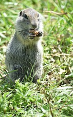 Naklejka na ściany i meble ground squirrel eats bread on the background of a green meadow tract Dzhily su Russia