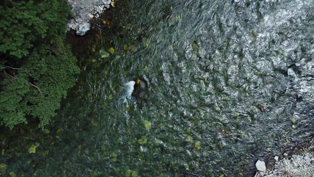 Aerial view of a crystal clear mountain river Chemal, Altai Republic , top view. High quality 4k footage