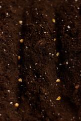 Seeds are planted in the ground in rows. Corn seeds. The concept of agriculture.
