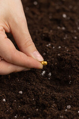 A woman's hand holds a corn seed. A woman's hand plants seeds in the ground. The concept of agriculture.