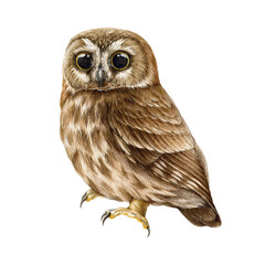 Fototapeta premium Saw whet owl watercolor illustration. Hand drawn realistic wildlife forest bird. Small brown owl on white background. Northern saw whet cute owlet