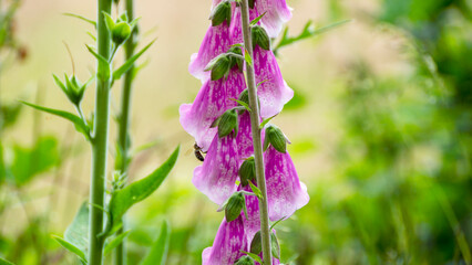 Bl&uuml;hender Fingerhut (digitalis purpurea)