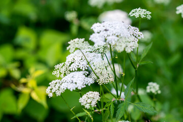 Bl&uuml;hender Giersch