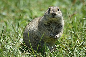 ground squirrel stands on the background of a green meadow tract Dzhily su Russia
