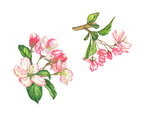 Naklejka na ściany i meble flowers. watercolor botanical illustration cherry blossoms.