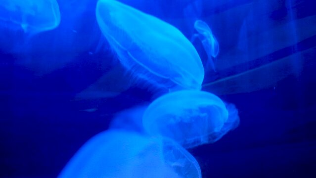 Curious looking Moon jellies (common jellyfish) swimming together