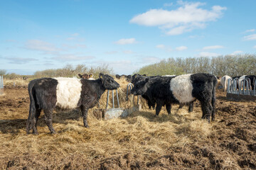Cow in a meadow in Denmark