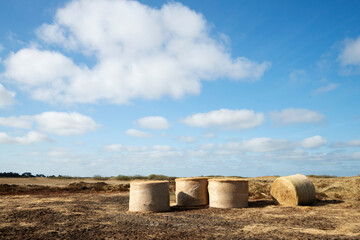 Straw rolls on a meadow