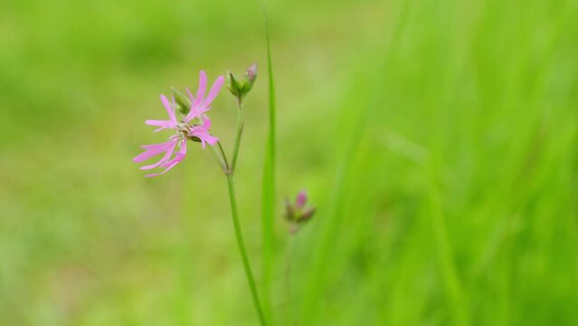 Pretty ragged robin flower. Ragged robin, lychnis flos-cuculi. Nice soft pink cuckoo flower on green background. Static.