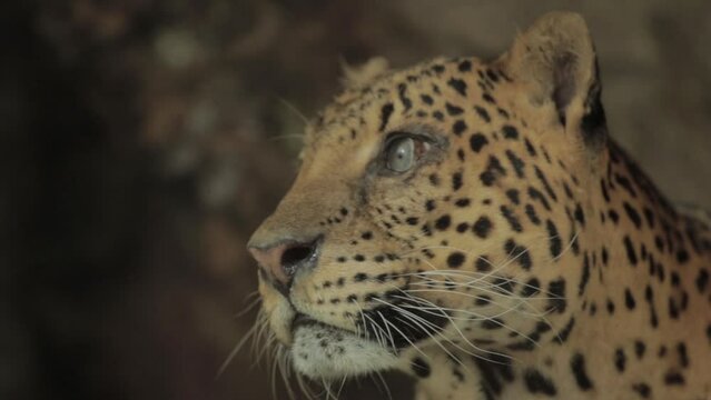 Endangered Macan Tutul Jawa Javan Leopard Panthera Carnivora in Java Indonesia