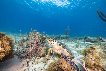 Seascape with Hawksbill Sea Turtle in the Caribbean Sea around Curacao