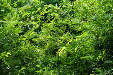 Fototapeta na wymiar Tamarind leaves on tree background.