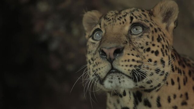 Endangered Macan Tutul Jawa Javan Leopard Panthera Carnivora in Java Indonesia