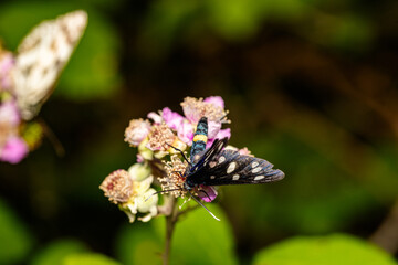 Macro photography of a butterfly