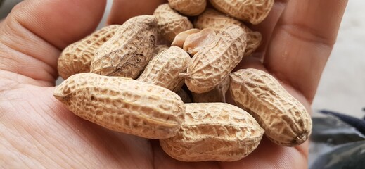 peanuts in shell