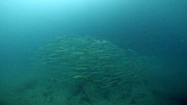 Under Water Film from Thailand - Barracuda fish swimming down to the ocean floor