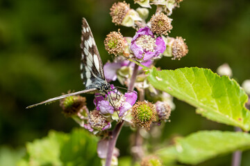 Macro photography of a butterfly