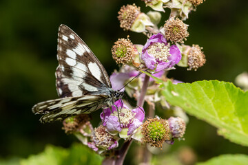 Obraz premium Macro photography of a butterfly