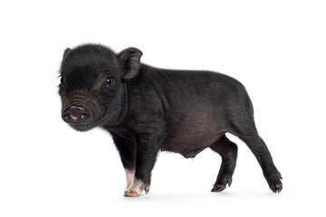 Cute 2 days old black mini potbellied pig piglet, standing side ways. Looking to camera. Isolated...