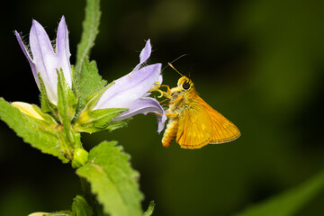 Macro photography of a butterfly