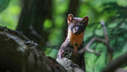 Obraz premium European pine marten, surprised